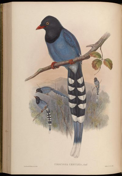 Urocissa caerulea von John Gould